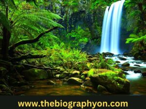 Largest Forests