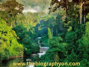 Largest Forests
