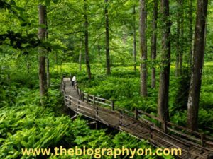 Largest Forests