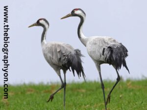 Highest Flying Birds
