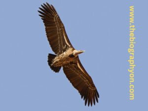 Highest Flying Birds
