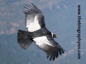Highest Flying Birds