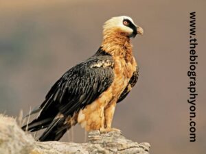 Highest Flying Birds
