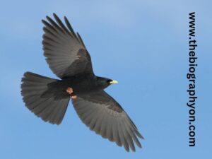 Highest Flying Birds