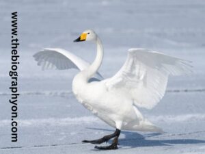 Highest Flying Birds