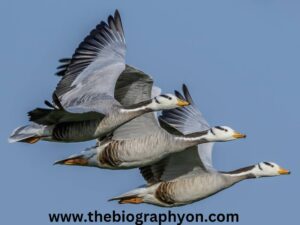 Highest Flying Birds